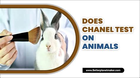 does chanel test on animals.